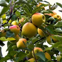 فروش کود هیومیک اسید