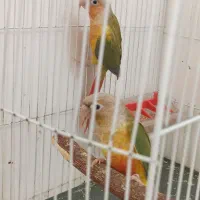 گرینچیک رد اکستریم