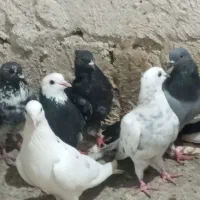 کبوتر