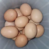 تخم مرغ محلی دانه15