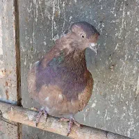 کبوتر کفتر مفلقه سرخ باد برد میخام