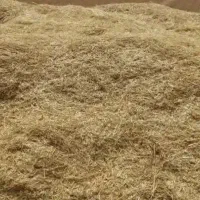 کاه سیاه دانه