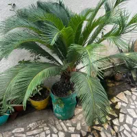 سیکاس|گل و گیاه طبیعی|رشت, استادسرا|دیوار