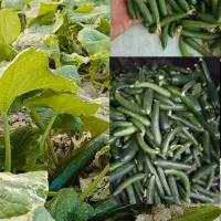 خیاربوته درجه1