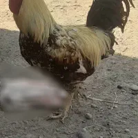 حیوانات مزرعه