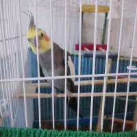 عروس هلندی نر