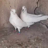 کفتر ۸ عدد  کله دار قلمکار
