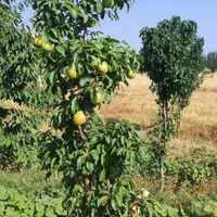 باغ میوه با مساحت ۳ هکتار و سهم آب|فروش دفتر صنعتی، کشاورزی، تجاری|تهران, دولت‌آباد|دیوار