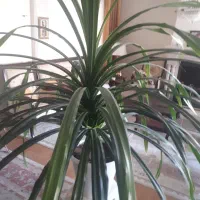 گل و گیاه طبیعی