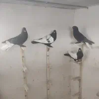 دوتا سین سیاه دوتا زاغ دم سفید