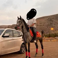 اسب|اسب و تجهیزات اسبسواری|شیراز, جوادیه|دیوار
