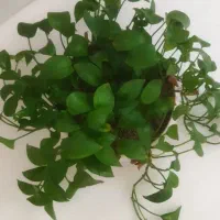 گل طبیعی