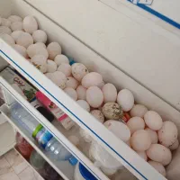 تخم کبوتر