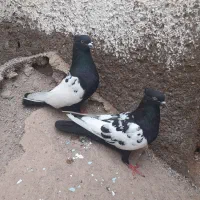 کبوتر