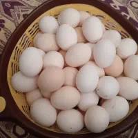 تخم مرغ محلی دارویی