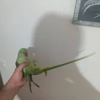 شاه طوطی