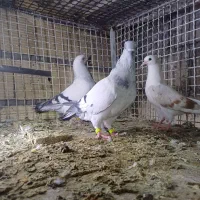 دکه ناصردین