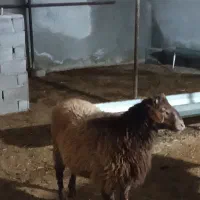 یک راس قوچ پرواری