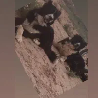 واگذاری توله