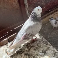 فروش کفتر
