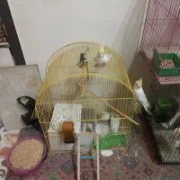 عروس هلندی