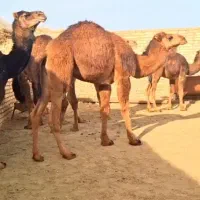 کمپانی شتر شاهرود اصفهان