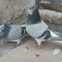 کفتر شهری سبز