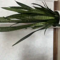 گل سانسوریا وکامپکت