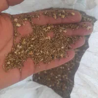 بذر شبدر بومی