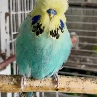 مرغ عشق انگلیسی گرید A