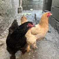 مرغ وخروس  برهما اصیل وارداتی
