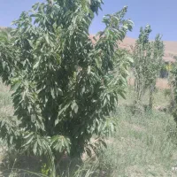 فروش باغ درروستای دستجرده سفلی
