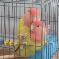 پرنده|پرنده|دزفول, |دیوار