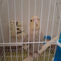 عروس هلندی