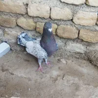 طاووسی وشهری سیاه ماده