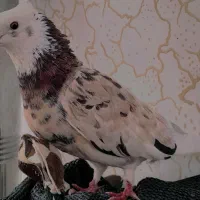 کفتر هما