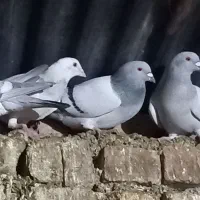 کبوتر|پرنده|نیشابور, مازول|دیوار