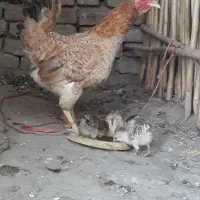 فروش مرغ و جوجه