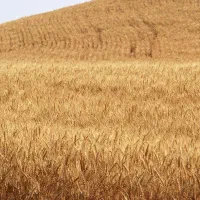 زمین کشاورزی روستای برکت آباد
