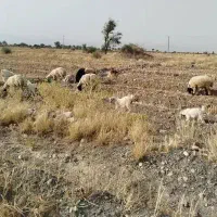 میش بره دورگ