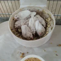 فنچ بنگالی گلدین طوطی‌وار