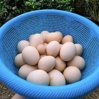 فروش تخم مرغ