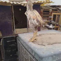 خروس لاری اصیل