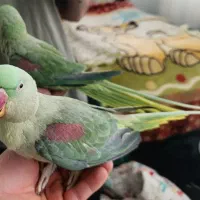 جوجه شاه طوطی فروشی 5ماهه