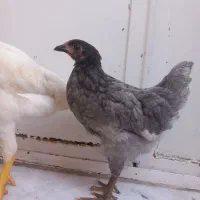 جوجه محلی