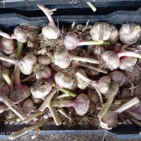 سیر بذری و ضایعات درجه 1