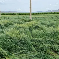 کاه گندم