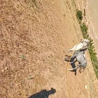 دوتا اسب جوان هردو ماده