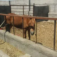 اسب|اسب و تجهیزات اسبسواری|زنجان, |دیوار