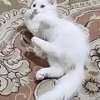 گربه فروشی